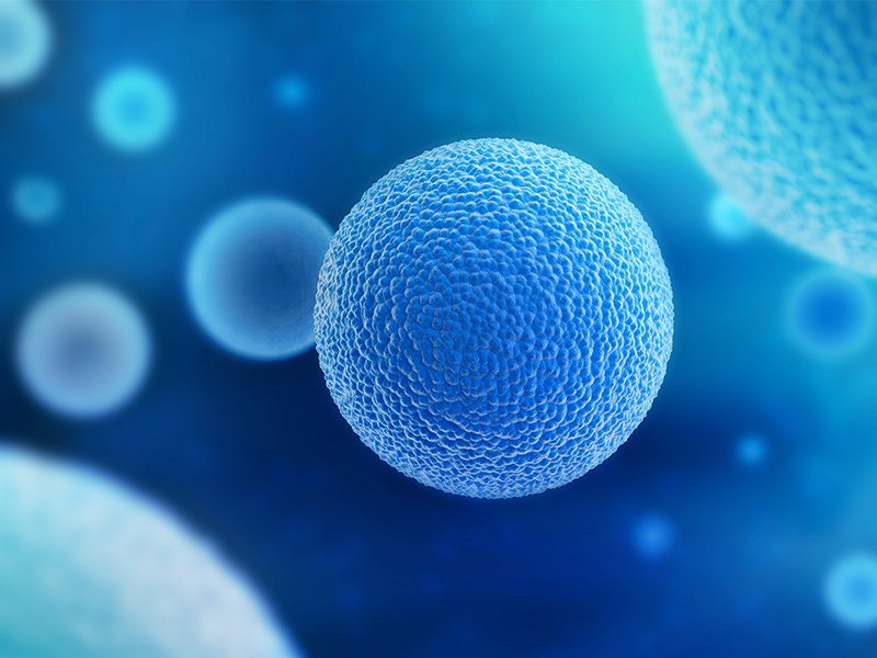 Cells at Microscopic Level