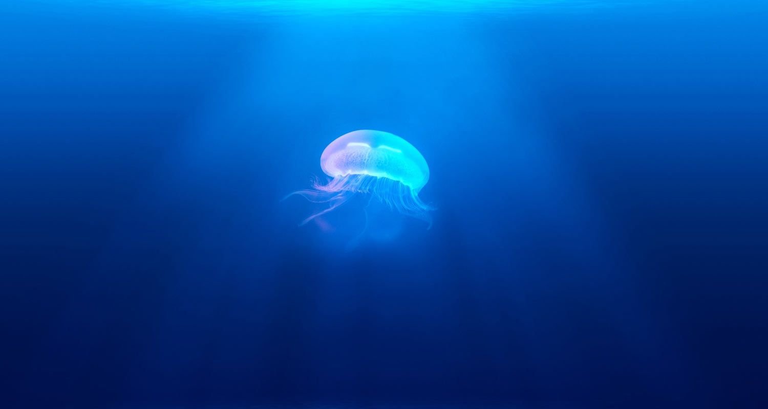 Jellyfish